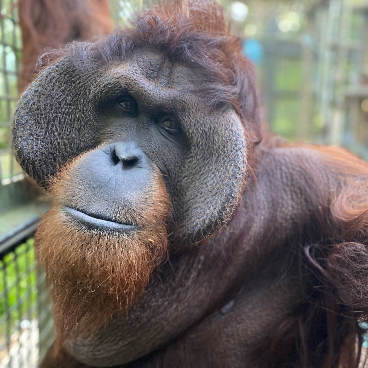 Art with the Apes - logo